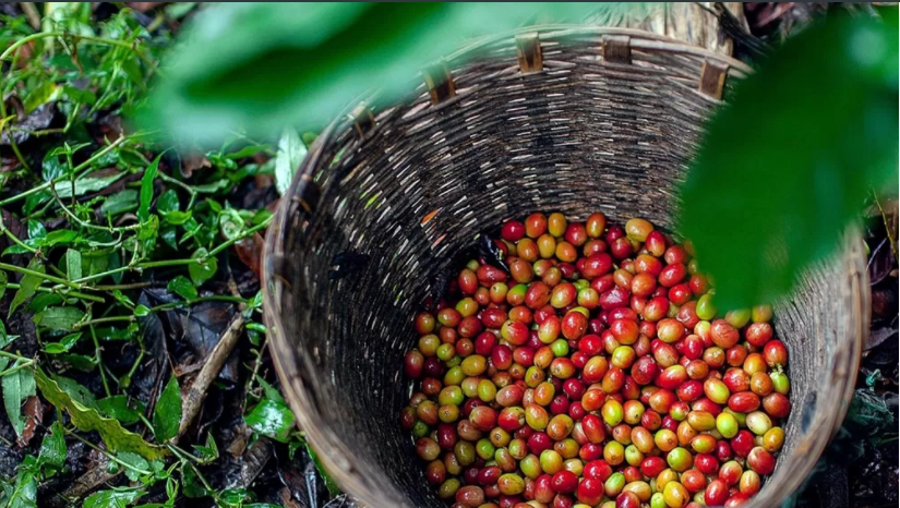 Cà phê có tác dụng trong bao lâu